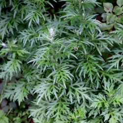 A picture of Mugwort 