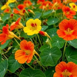 A picture of Nasturtium 