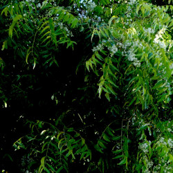 A picture of Neem 