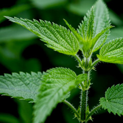 A picture of Nettle 