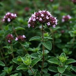 A picture of Oregano 