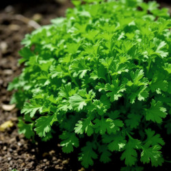 A picture of Parsley 