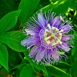 A picture of Passiflora 