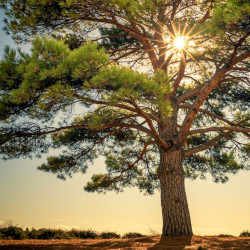 A picture of Pine 