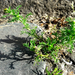 A picture of Pineapple weed 