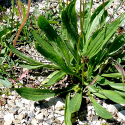 A picture of Plantago 