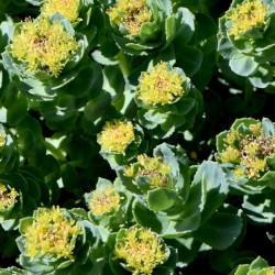 A picture of Rhodiola rosea 