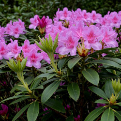 A picture of Rhododendron 