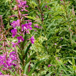 A picture of Rosebay willowherb 