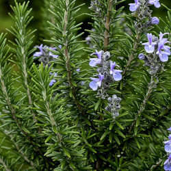 A picture of Rosemary 