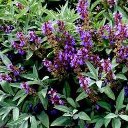 A picture of Sage 