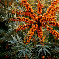 A picture of Sea buckthorn 