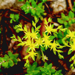 A picture of Sedum 