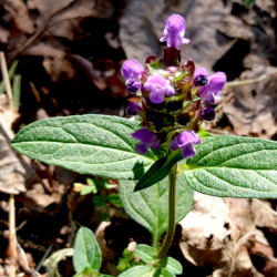 A picture of Selfheal 