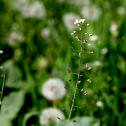A picture of Shepherds purse 