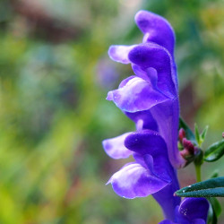 A picture of Skullcap 