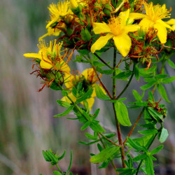 A picture of St Johns wort 