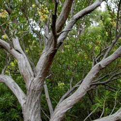 A picture of Tea tree 