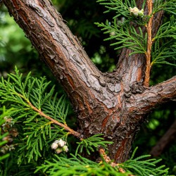 A picture of Thuja 