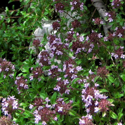 A picture of Thyme 