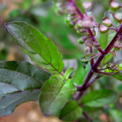 A picture of Tulsi 