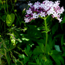 A picture of Valerian 