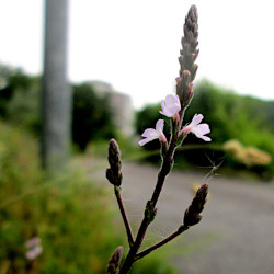 A picture of Verbena 