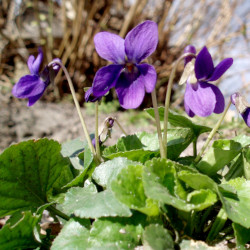 A picture of Viola 