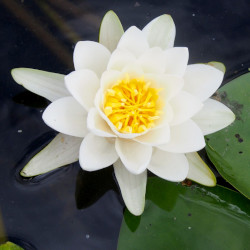 A picture of White lotus 