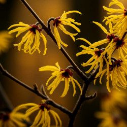 A picture of Witch hazel 