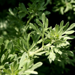 A picture of Wormwood 