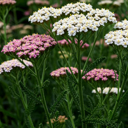 A picture of Yarrow 