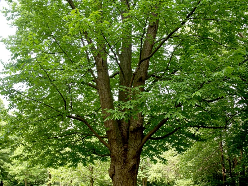 Ash Tree