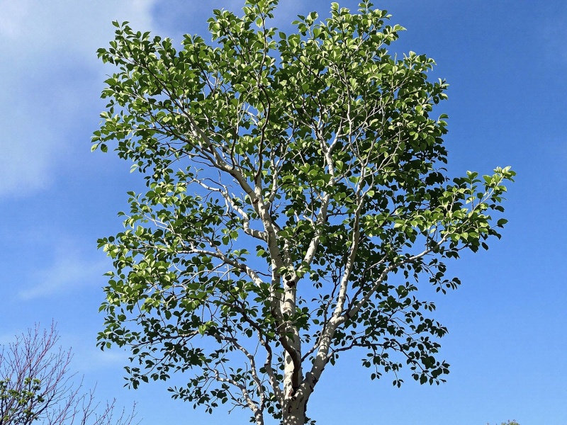 Aspen Tree