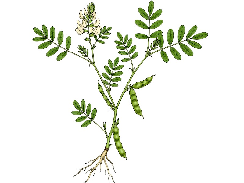 An astragalus membranaceous plant