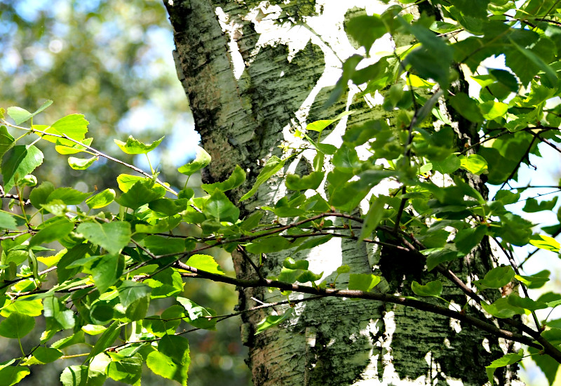 A picture of a birch tree showing foliage and silvery bark with dark striations