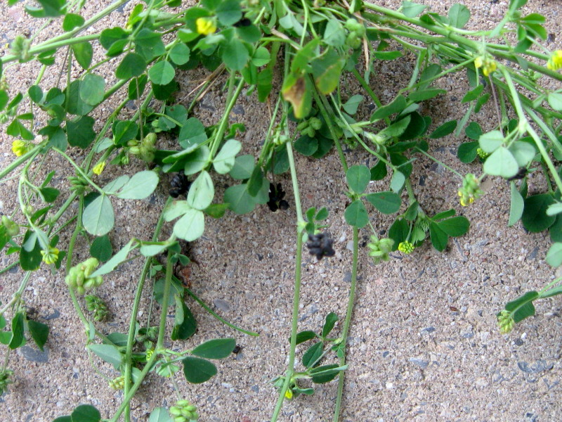 A picture of a Black Medick plant