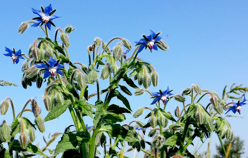 A picture of a Borage plant