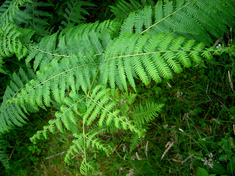 A picture of a Bracken fern