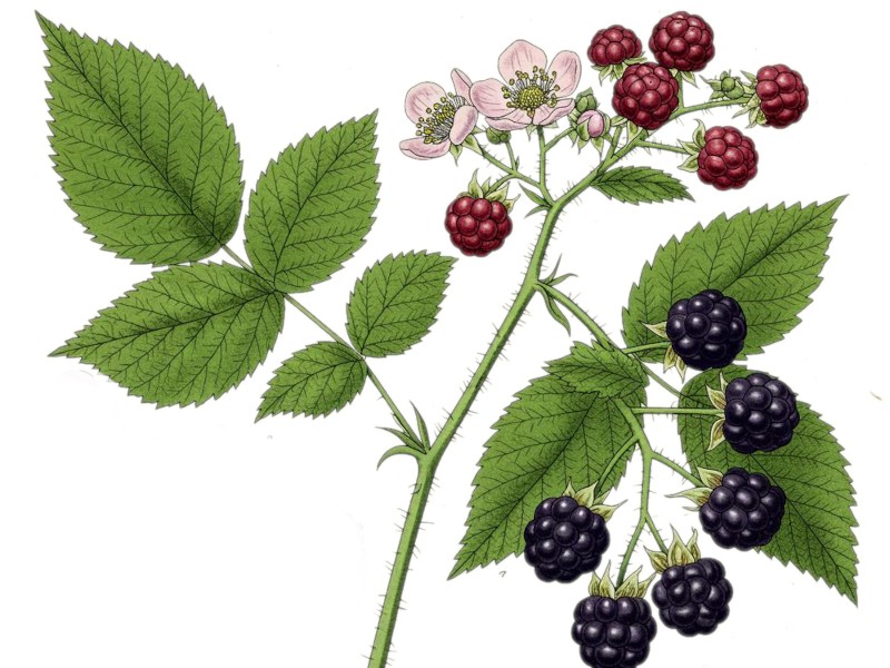 A picture of a bramble plant
