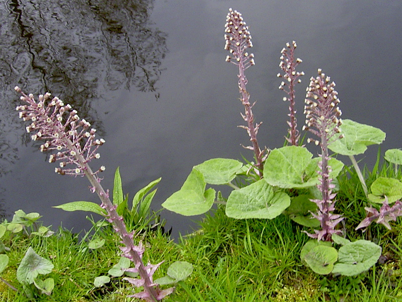 A picture of a butterbur plant