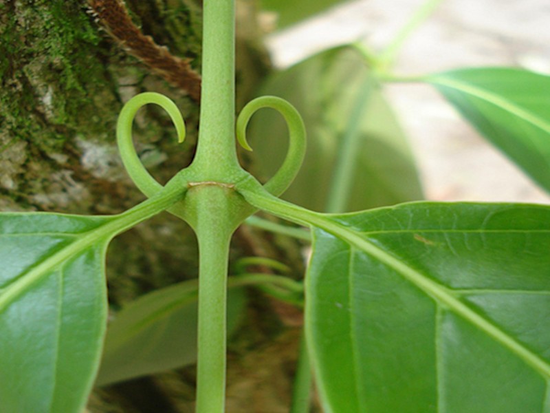 A close picture showing the hooks that give cat's claw plant its name