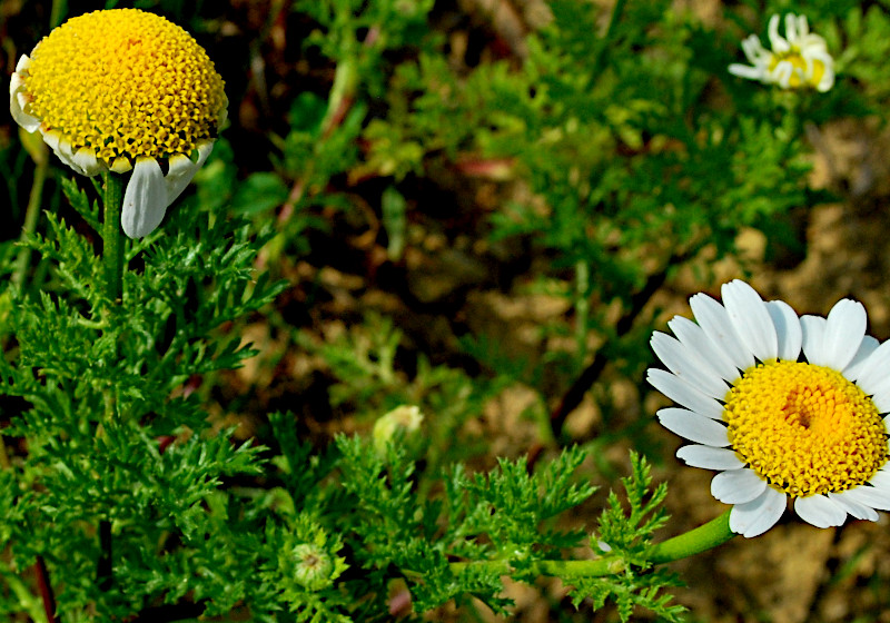 A picture of a chamomile plant