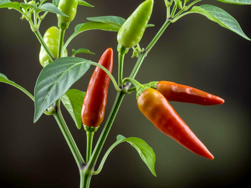 A chilli plant that is bearing fruit