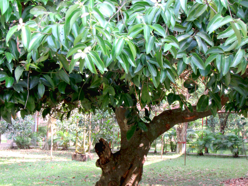 A cinnamon tree