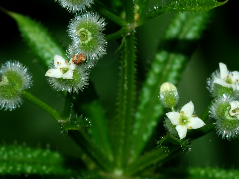 A picture of a cleavers plant showing the sticky hairs