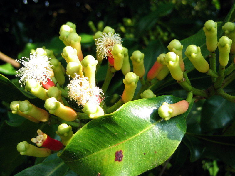 A picture of a clove plant going to seed