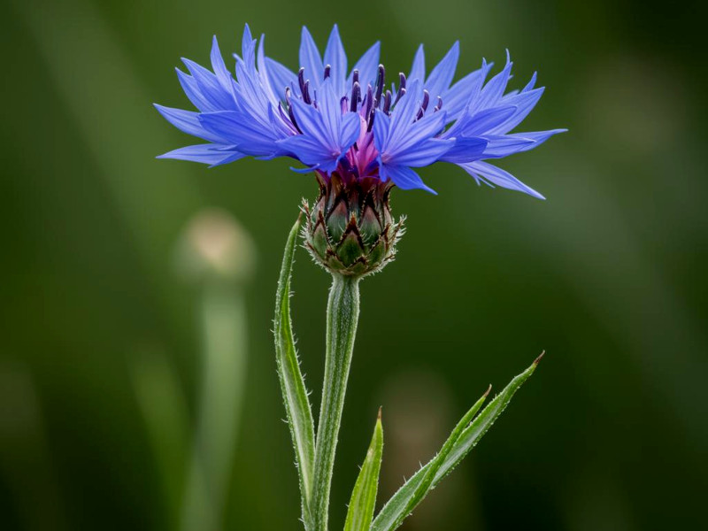 A cornflower plant in flower