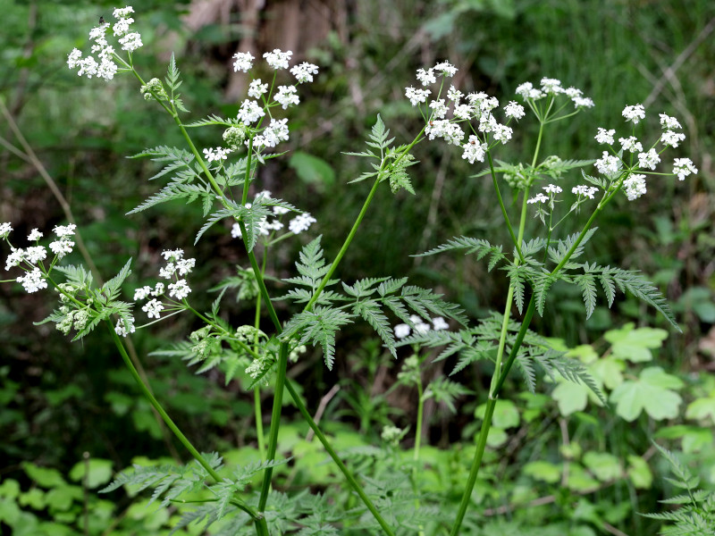 A cow parsley plant in flower