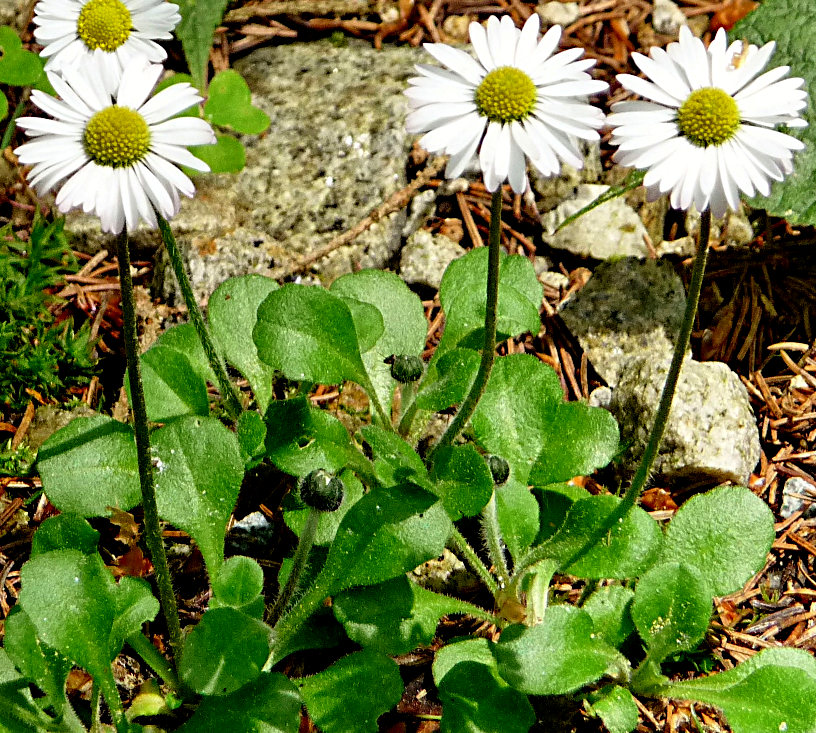 A lovely daisy in flower